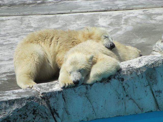 �|�����ƃ}����_�~�R������