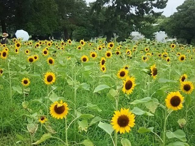 自然文化園 万博記念公園 アクセス 営業時間 料金情報 じゃらんnet