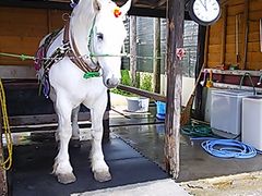 ɂ񂱂̃A[Xh[pR_ւ̓eʐ^1