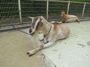 A\j[̑͌aӂꂠL̓eʐ^1