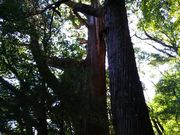 Ђ낿񂳂̖쒆̈̓eʐ^1