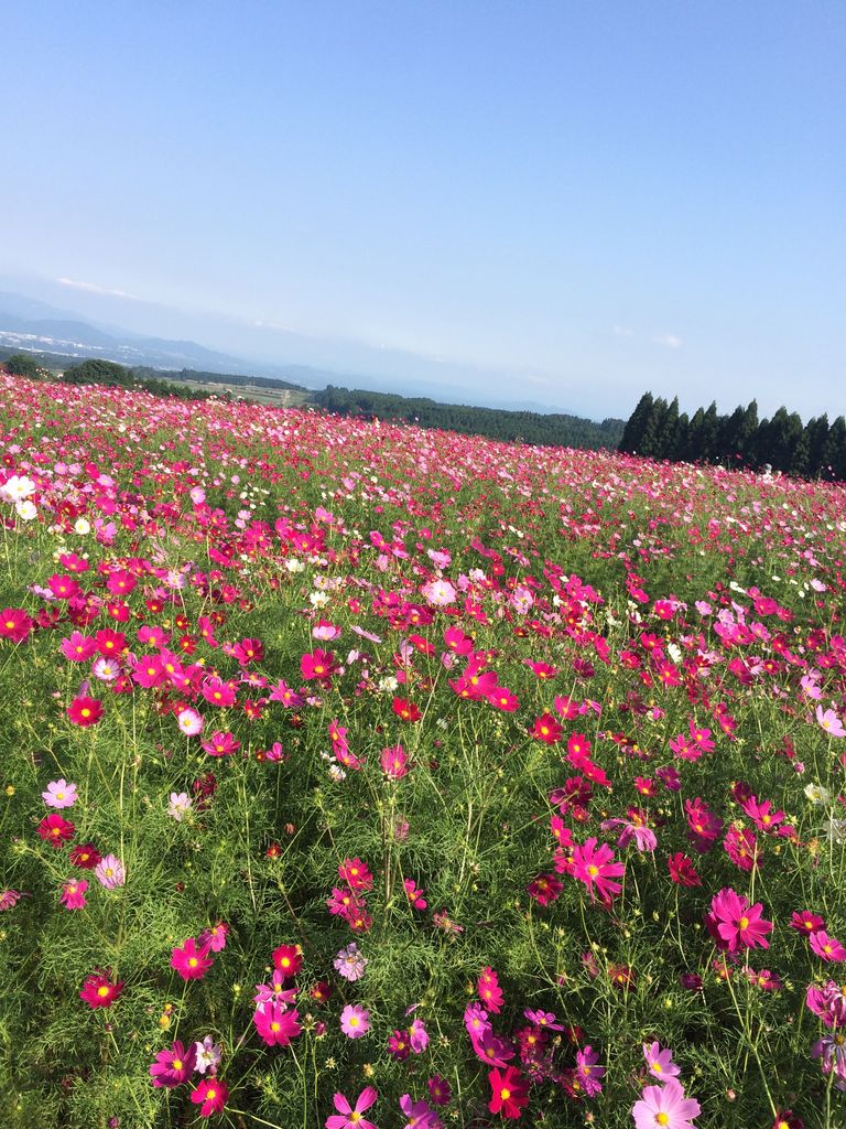 宮崎の動物園・植物園ランキングTOP10 - じゃらんnet