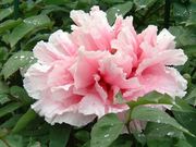 ��������񂳂�̒��c��t�r�����l�G�ʂ̓m�@�ڂ��񉀁i�����̐X�����j�̓��e�ʐ^1