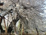 낿񂳂̐ΌˊUN̓eʐ^1