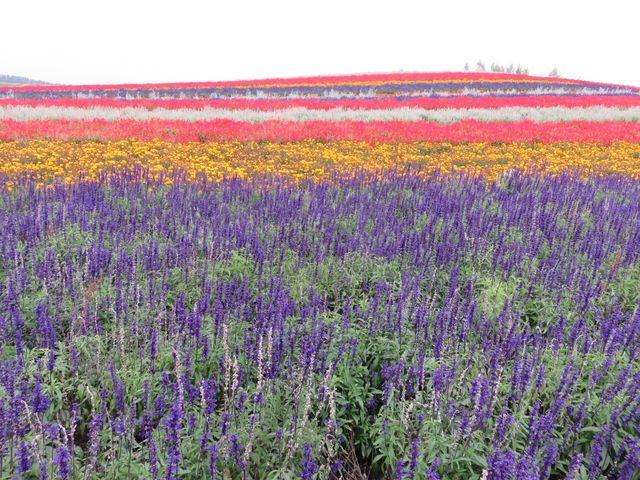 �T���r�A���Y��ł���_�l�G�ʂ̋u