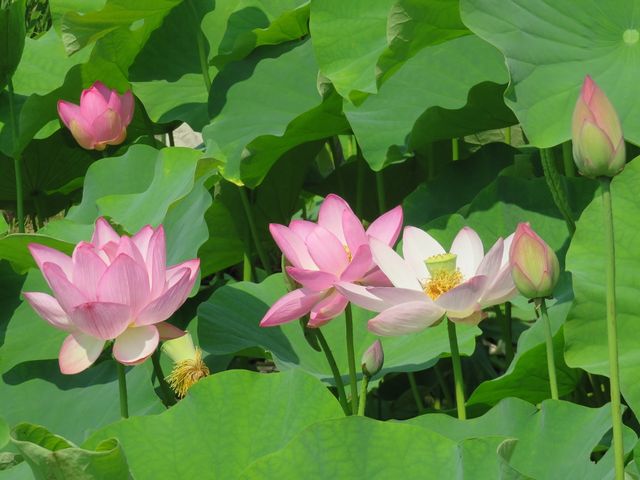 炫낤_򉀁iÏ뉀j