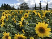 ߂̂̑󒬂̂Ђ܂蔨̓eʐ^1