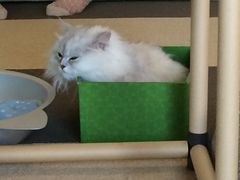 ねこカフェ なるの口コミ一覧 じゃらんnet