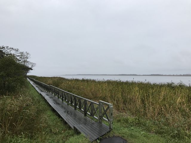 ���̉w�X����44�˂ނ�̌����̌Α��ɂ͎U���p�̖ؓ�������܂�_���@��