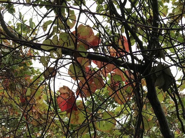 �K�i���オ�肫��ƏH�F�̃X�e���h�O���X�̂悤�ȗt�������؂��}���Ă���܂�_���@��