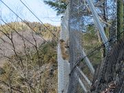 �܁`�ځ`����̑q��̃q�m�L�̓��e�ʐ^2