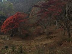 �Z�b�R�̎ʐ^1