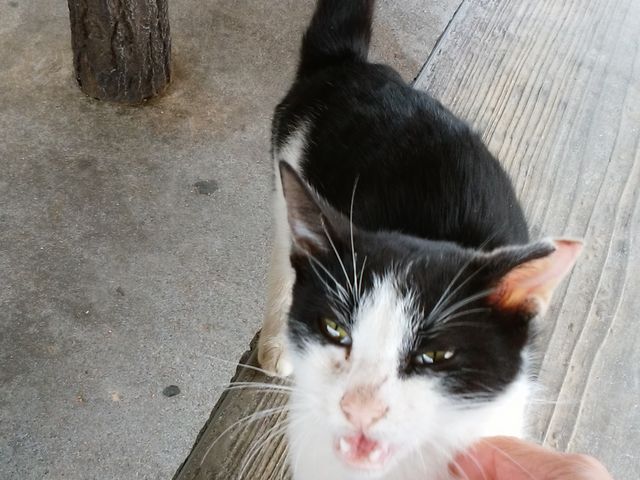人懐っこい猫さん_奥武島