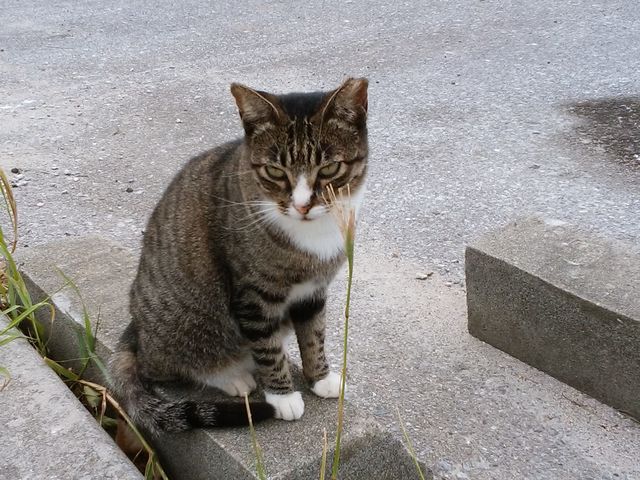 人懐っこい猫さん_奥武島