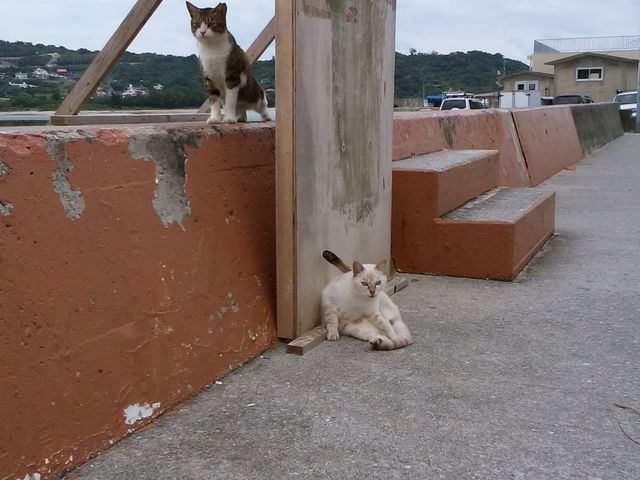 くつろぐ猫さん_奥武島