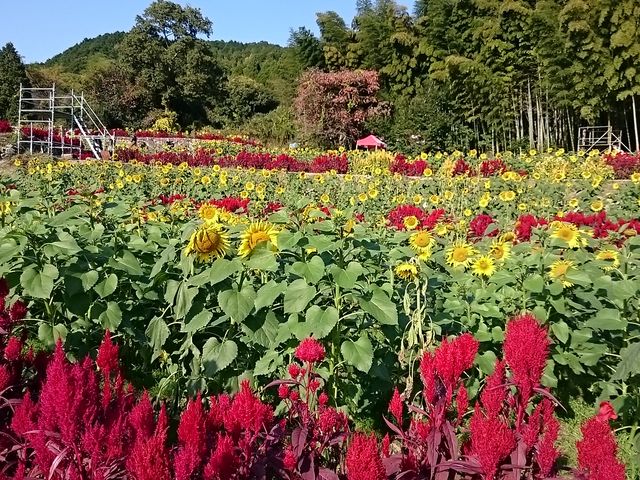 Ђ܂ƃPCgEN₩_RcЂ܂艀