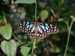 石川県ふれあい昆虫館の写真一覧 じゃらんnet