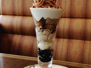 傱̃CzXgh\QX̓eʐ^1