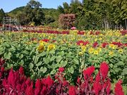 Xkv̎RcЂ܂艀̓eʐ^1