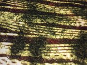 ptF̂Dݏ 䂩 V~IvUٓX̓eʐ^1