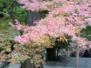 悵߂̐mR_ЁiRj̓eʐ^5