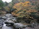 カメチャンさんの立川渓谷の投稿写真1