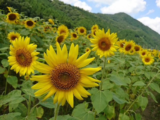 �Ђ܂��_����Ђ܂�蔨