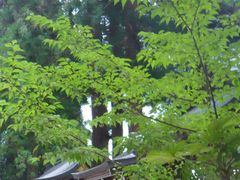 りすさんの日枝神社の大杉への投稿写真1