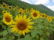 񂳂̓Ђ܂蔨̓eʐ^1