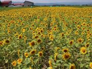 񂳂̂ȂЂ܂蔨̓eʐ^1