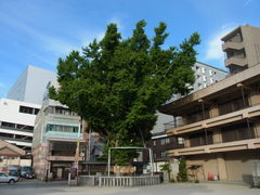 ぐうたらタラちゃんさんの櫛田神社の大イチョウの投稿写真1