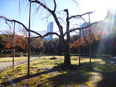 �g�����\����̌�y���̃V�_���U�N���ւ̓��e�ʐ^1