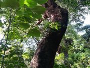 unari̎񗢋钬̑AJM̓eʐ^1