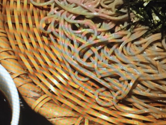 �����V_�M�B���Ώ� �����V �Ȃ��CITY