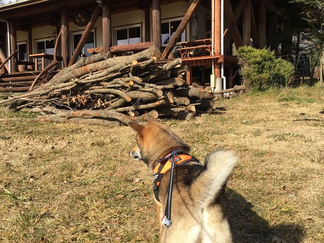 ĂĂ񂳂̂イXьXL[̓eʐ^3