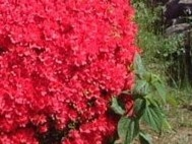 �␅�x����_�␅�x�����̃c�c�W�E��������