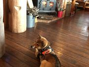 ĂĂ񂳂̂イXьXL[̓eʐ^2