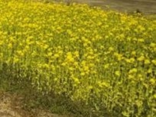 ANZ[JĈʂǂ̍̃imni̓eʐ^1