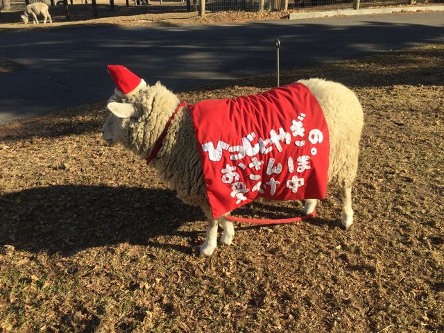 �N���X�}�X�V�[�Y���������̂œ�������B���R�X�v�����Ă܂����B���������c_�ɍ��ۃO���[���q��