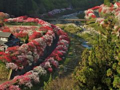 雷ちゃんさんの月川温泉の花桃（花桃の里）の投稿写真1