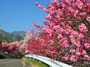 ������񂳂�̌��쉷��̉ԓ��i�ԓ��̗��j�̓��e�ʐ^3