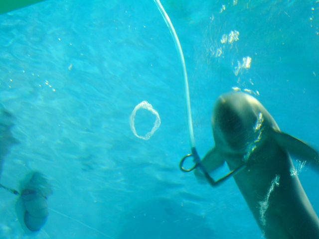 �����X�i�����̃o�u�����O_���֎s�������̂��������فE�C����