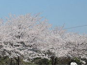 kazu����̍��Ζ��ւ̉������̍��̓��e�ʐ^1