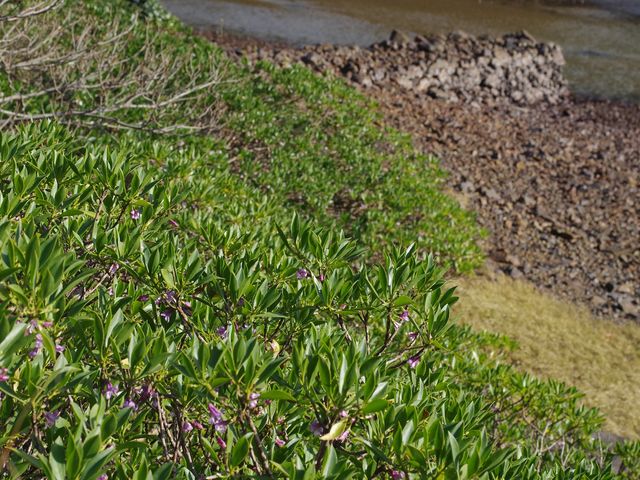 JOE����̃n�}�W���`���E�̓��e�ʐ^1