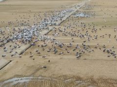 出水市ツル観察センターの写真一覧 じゃらんnet