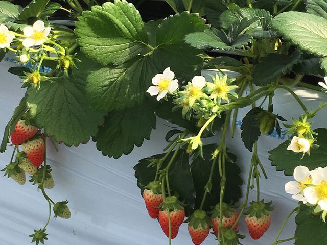 ��̗΂̃K�N�H�̕���������オ������H�׍��������ŁA���̒ʂ�Â������ł��B_���������@�܂���