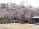 どせいさんさんの蓼科山聖光寺の桜の投稿写真2