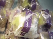 ptF̐؏ ݘacX̓eʐ^1