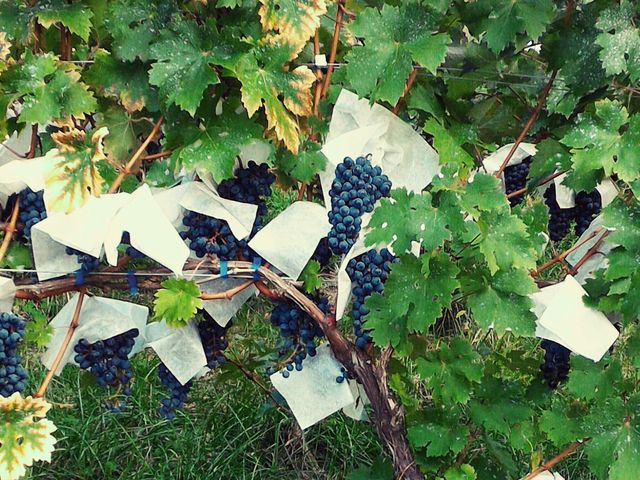 �����͂��낢��Ȏ�ނ�����܂����B���߂ĐH�ׂ��i�����_�Ԃǂ����