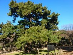 菊ちゃんさんの代々木公園の投稿写真2